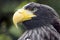 Steller`s Sea Eagle, predator with yellow beak and mean looking eyes.