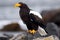 Steller\\\'s Sea Eagle (Russia, Japan) (Generative AI)
