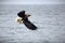 Steller's sea eagle soaring gracefully above a tranquil body of water in Japan