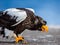 Steller`s sea eagle is standing on a pier in the port with a fish in its beak. Japan. Hokkaido.