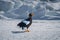 A Steller\\\'s sea eagle stands on the snow.