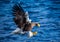 Steller`s sea eagle at the time of the attack on the fish on the background of blue sea. Japan. Hokkaido.