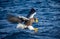 Steller`s sea eagle at the time of the attack on the fish on the background of blue sea. Japan. Hokkaido.