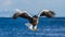 Steller`s sea eagle at the time of the attack on the fish on the background of blue sea. Japan. Hokkaido.