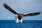 Steller`s sea eagle at the time of the attack on the fish on the background of blue sea. Japan. Hokkaido.