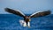 Steller`s sea eagle at the time of the attack on the fish on the background of blue sea. Japan. Hokkaido.