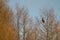 Steller's sea eagle on a tree.