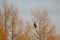 Steller's sea eagle on a tree.