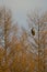 Steller's sea eagle on a tree.