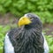 Steller`s sea eagle in Walsrode Bird Park, Germany. Adult head
