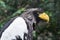 Steller`s sea eagle white-shouldered eagle