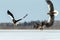 Steller`s sea eagle and white-tailed eagle fighting over fish, Hokkaido, Japan, majestic sea raptors with big claws and beaks,