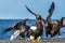 Steller`s sea eagles. Close up portrait of Steller`s sea eagle.