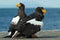 Steller`s sea eagles. Closeup portrait.