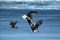 Steller`s sea eagles fighting over fish, Hokkaido, Japan, majestic sea raptors with big claws and beaks, wildlife scene from