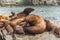 Steller`s Sea Lions, Kenai Fjords National Park, Alaska.