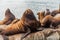 Steller`s Sea Lions, Kenai Fjords National Park, Alaska.