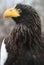 Steller Sea Eagle