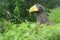 Steller sea eagle