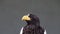 Steller sea eagle crying