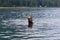 Steller Sea Lion  847030