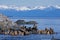 STELLER SEA LION eumetopias jubata, GROUP STANDING ON ROCKS, ALASKA