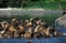 STELLER SEA LION eumetopias jubata, GROUP STANDING ON ROCKS, ALASKA