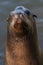 Steller Sea Lion portrait