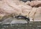 Steller Sea Lion on rocks