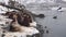 Steller sea lion rookery in Kamchatka