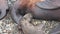 Steller sea lion rookery on Tuleny Island.