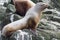 Steller sea lion sitting on a rock island in the Pacific