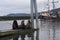 Steller sea lions haul out on pier