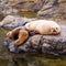 Steller sea lions lying on the stone near the water