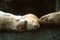 Steller sea lions sleeping together