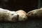 Steller sea lions sleeping together (Eumetopias jubatus), Alaska