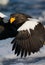 Steller-zeearend, Steller\'s Sea-eagle, Haliaeetus pelagicus