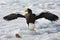 Steller Zeearend, Steller\'s Sea-eagle, Haliaeetus pelagicus