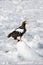 Steller Zeearend, Steller\'s Sea-eagle, Haliaeetus pelagicus