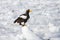Steller Zeearend, Steller\'s Sea-eagle, Haliaeetus pelagicus