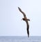 Stellers Albatros, Short-tailed Albatross, Phoebastria albatrus