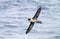 Stellers Albatros, Short-tailed Albatross, Phoebastria albatrus