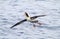 Stellers Albatros, Short-tailed Albatross, Phoebastria albatrus