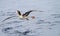 Stellers Albatros, Short-tailed Albatross, Phoebastria albatrus