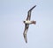 Stellers Albatros, Short-tailed Albatross, Phoebastria albatrus