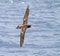 Stellers Albatros, Short-tailed Albatross, Phoebastria albatrus