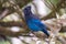 Stellers jay