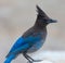 Stellers Jay