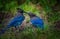 Stellers Jay Bird Feeding