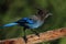 Stellers Jay (Cyanocitta stelleri) on a perch